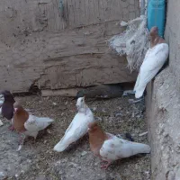 فروش کبوتر کله کاکلی