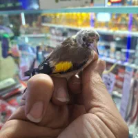 جوجه سهره درشت|پرنده|خوانسار, |دیوار
