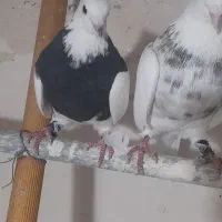 کبوتر طوقی نسل اجوری  زری قهوای