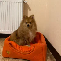 فروش سگ پامر خوب با تراکم بالا و زیبا سایز کوچک