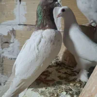 کبوتر|پرنده|تبریز, |دیوار