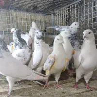 دکه ناصردین