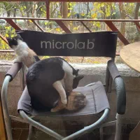 گربه های دوست داشتنی