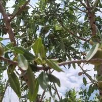 باغ کشاورزی ۵۰۰متری|فروش دفتر صنعتی، کشاورزی، تجاری|سامان, |دیوار