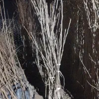 گیلاس آلبالو سیب گلابی