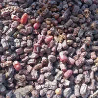 خریدار (پون) ضایعات خرما