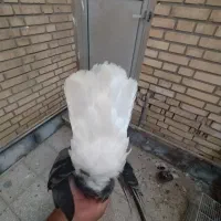 کبوتر رنگی|پرنده|بندر امام خمینی, |دیوار