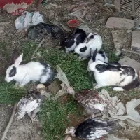 خرگوش
