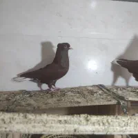 کبوتر فروشی|پرنده|بهبهان, |دیوار