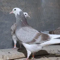 جوجه کبوتر|پرنده|تفرش, |دیوار