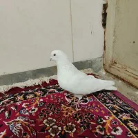 کفتر پرشتی ب شرط