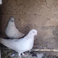 کبوتر کله دم سبز تهرانی|پرنده|اصفهان, شهید رجایی|دیوار