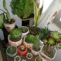 همکار خانم برای خدمات