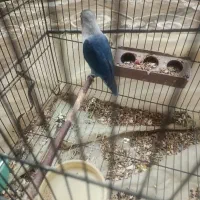 طوطی کوتوله نر