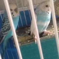 مرغ عشق|پرنده|ایلام, |دیوار