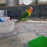 کوتوله ماده
