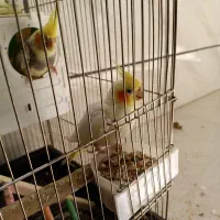 عروس هلندی|پرنده|اصفهان, کوجان|دیوار