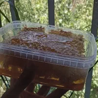 عسل کوهی کردستان|خوردنی و آشامیدنی|تهران, فلسطین (میدان انقلاب)|دیوار