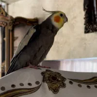 گمشده