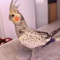 عروس هلندی بالغ دستی