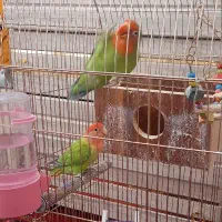 فروشی دو عدد به همراه قفس