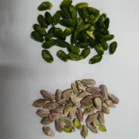 مغز سبز فروش فوری|خوردنی و آشامیدنی|مه ولات, |دیوار