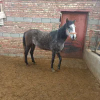 اسب کورد|اسب و تجهیزات اسب‌سواری|بکتاش, |دیوار