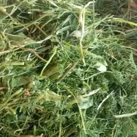 فروش شوید|خوردنی و آشامیدنی|جنت, |دیوار