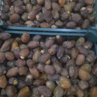 رطب و خرما بریم صادراتی شادگان