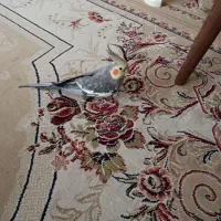 عروس هلندی نر