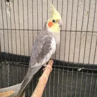 پرنده زینتی عروس|پرنده|مشکین‌دشت, |دیوار