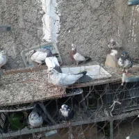 کفتر