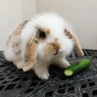 خرگوش لوپ هلندی اصیل