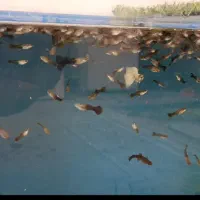 دسته های گوپی بسته بندی وارسال میکس چندنژاد دوماهه