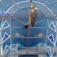 سهره قناری.سهره ماده .قفس