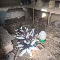 کبوتر رنگی پرشی|پرنده|آق قلا, |دیوار