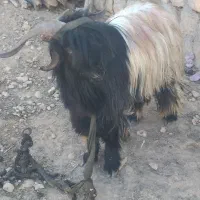 بهده سرحال|حیوانات مزرعه|اندیکا, |دیوار