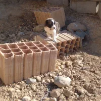 توله سگ|سگ|شیروان (خراسان), |دیوار