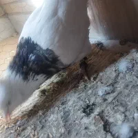 طوقی هفت رنگ