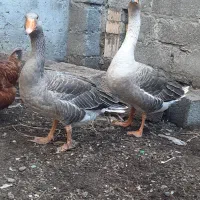 غاز محلی معاوضه با مرغ محلی و نیمچه