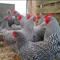 بهترین نژادآمروک آمریکایی اصیل (فروش جوجه)