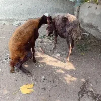 دو عدد گوسفند گله