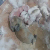 خرگوش زردگمشده در محدوده رضوی