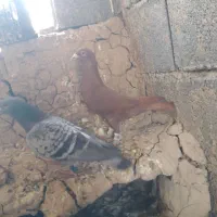 کبوتر دورگ|پرنده|کرخه, |دیوار