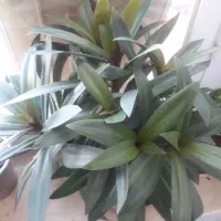 فروش گل های زیبا طبیعی|گل و گیاه طبیعی|سرپل ذهاب, |دیوار