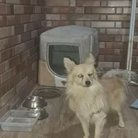 سگ پامر