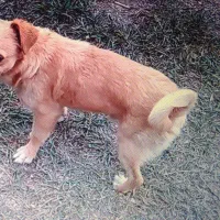 سگ گم شده|سگ|سلماس, |دیوار