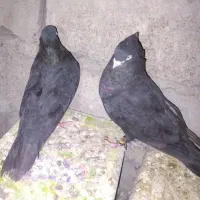 فروش کفتر زاغ|پرنده|ریگان, |دیوار