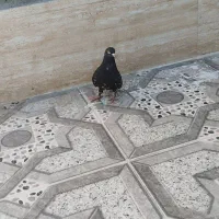 کبوتر