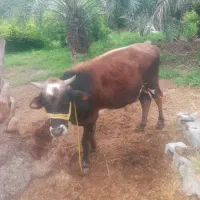 گاو نره خوش